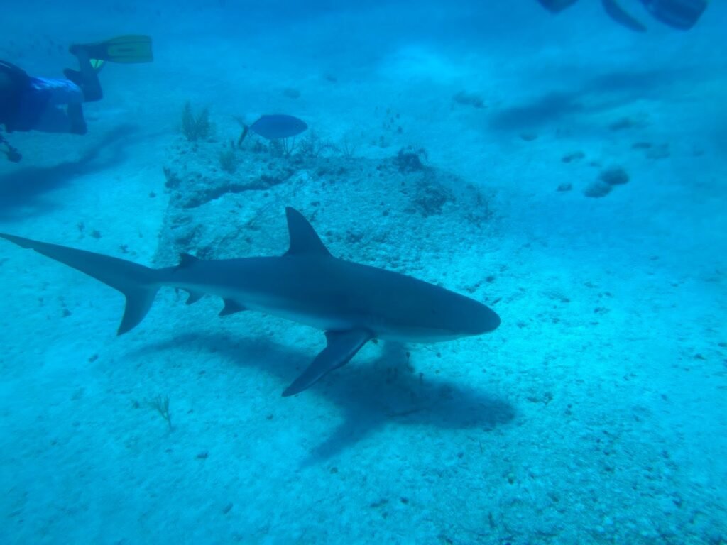 Scuba Diving photo 4